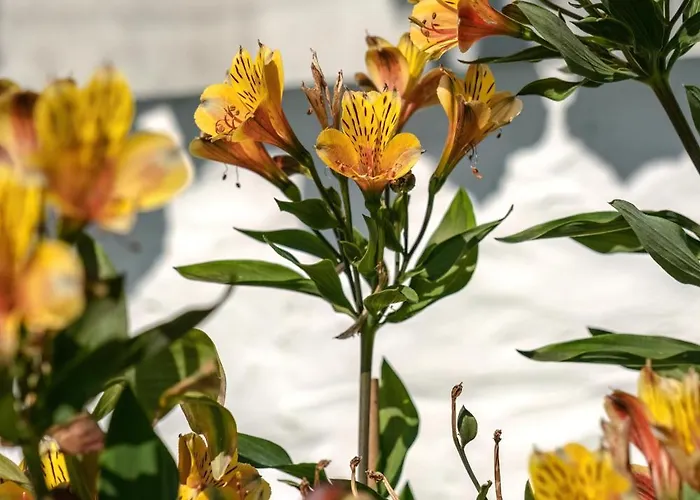 Lovers Апартаменты *